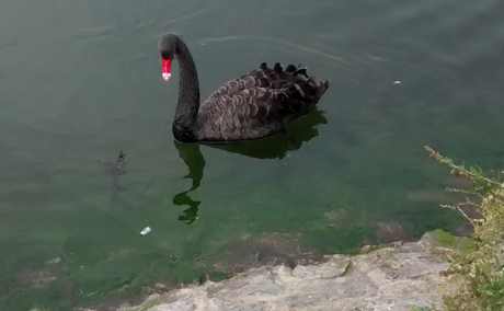 black swan liz batten