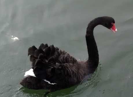 black swan liz batten2