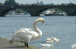 swansandbridge
