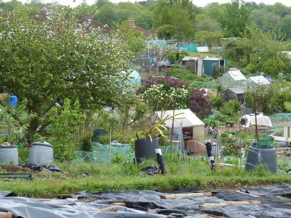 witts hill allotments P1020135