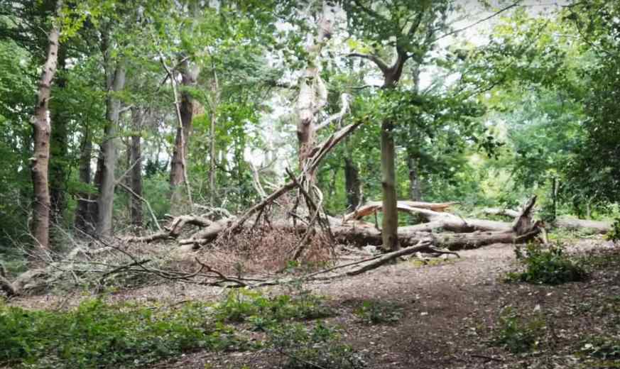 a walk around deepdene screenshot 2