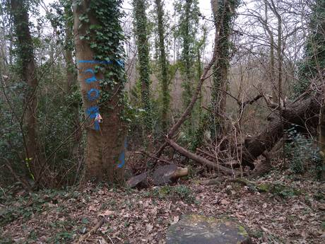 marlhill copse trees marked 460