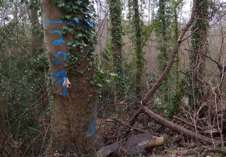 marlhill copse tree with blue marking
