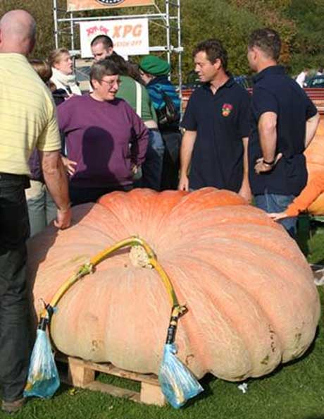 large pumpkin