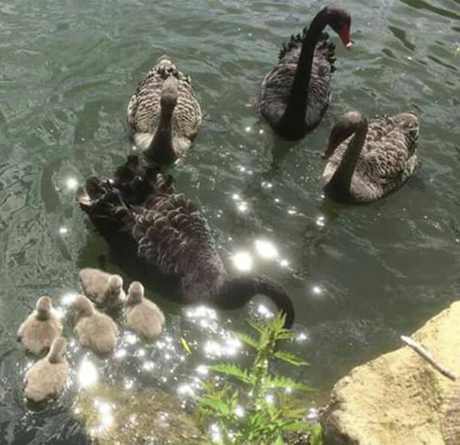 black swans five new cygnets