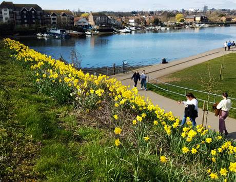 daffs3  22 3 21 460px 20210322 130207