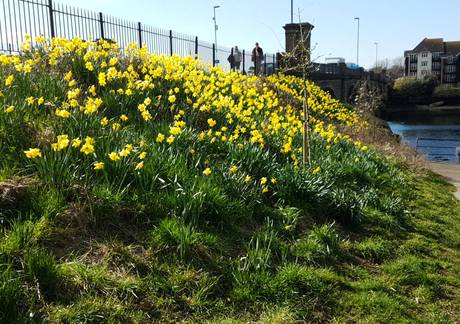 daffs 1 22 3 21 460px 20210322 130031