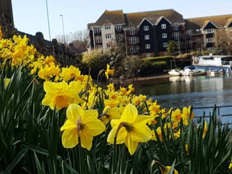 daffs 2 22 3 21 460px 20210322 130057