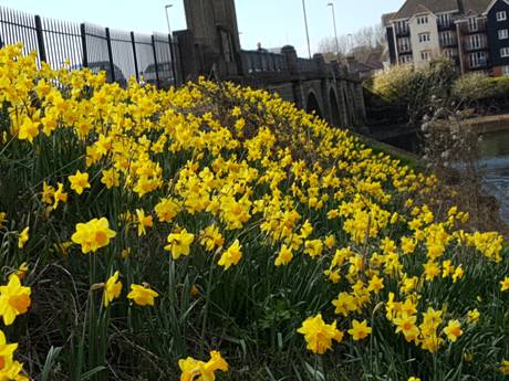 daffs 4 riverside park 22 3 21 460 20210322 130053