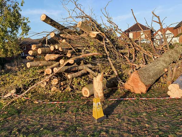 riverside park tree cutting 600px 20261013 173239